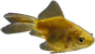 Carassius auratus auratus
